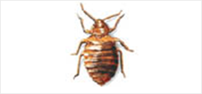 punaise de lit bedbugs